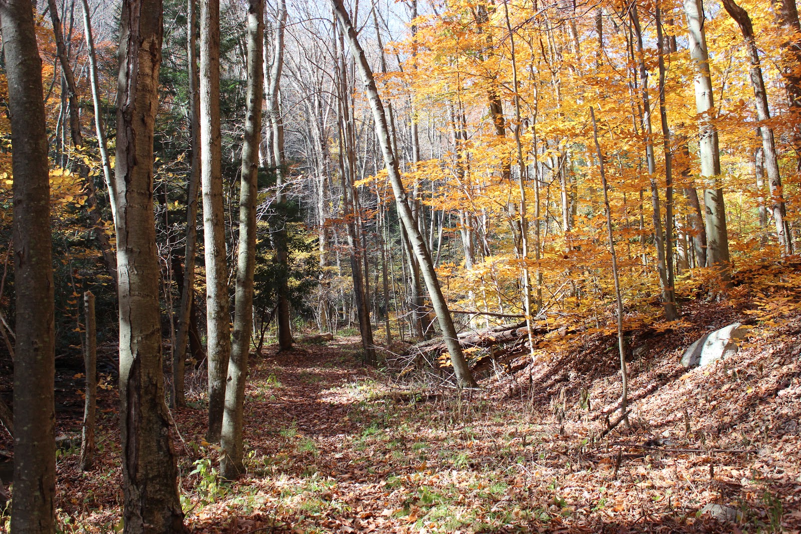 Grobe Anglers And Adventures Big Run State Park Monroe Run Hiking Trail