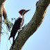 pica-pau-de-banda-branca