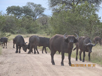 Cape Buffaloes, near Skukuza Camp, Kruger National Park, South Africa