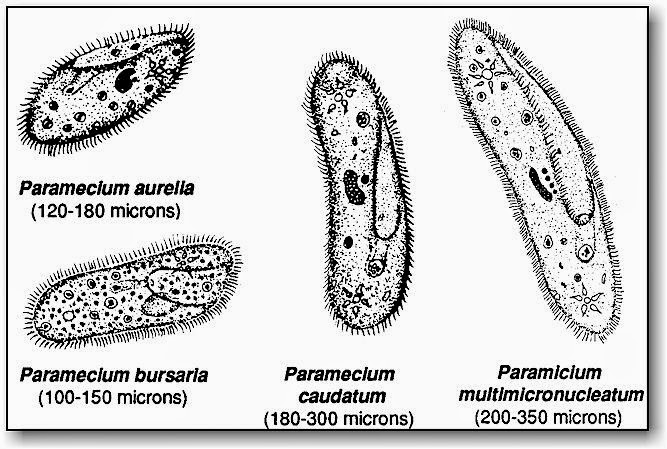 NGHS Environmental Science Blog: January 2015