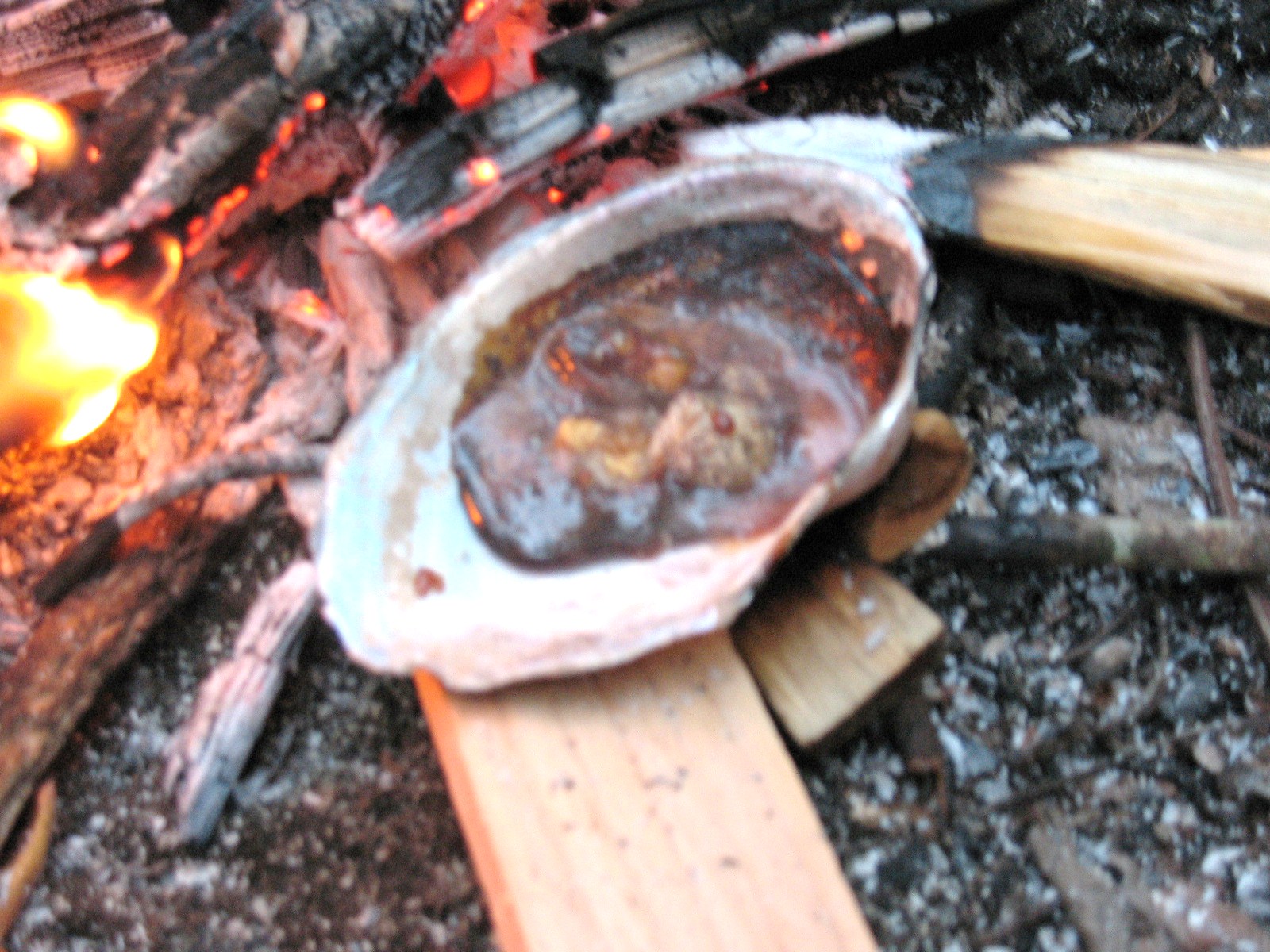 Sensible Survival How to Make Pine Pitch Glue