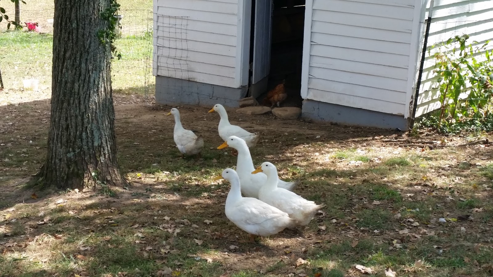 The Brown Chicken Brown Cow Farm Around The Farm