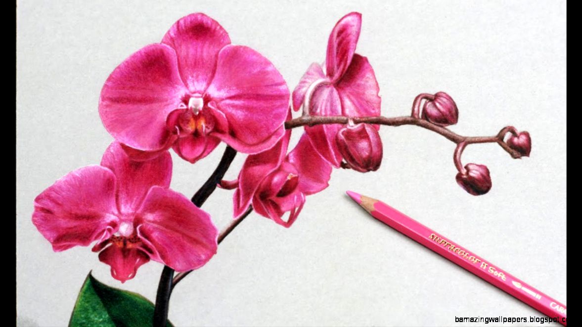 How I Draw Flowers Orchids Drawing YouTube How I Draw Flowers Orchids Drawing YouTube