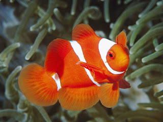 Clownfish / ikan anemon / ikan badut / ikan nemo