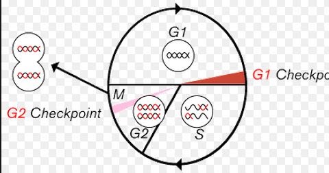 Genetic Engineering Info Biology Diagrams