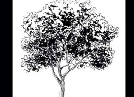 How to Draw a realistic tree