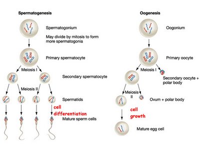 PRIMA WARTA EDISI BARU: INFO KELAS XII SEMESTER 1 reproductive diagram quiz 