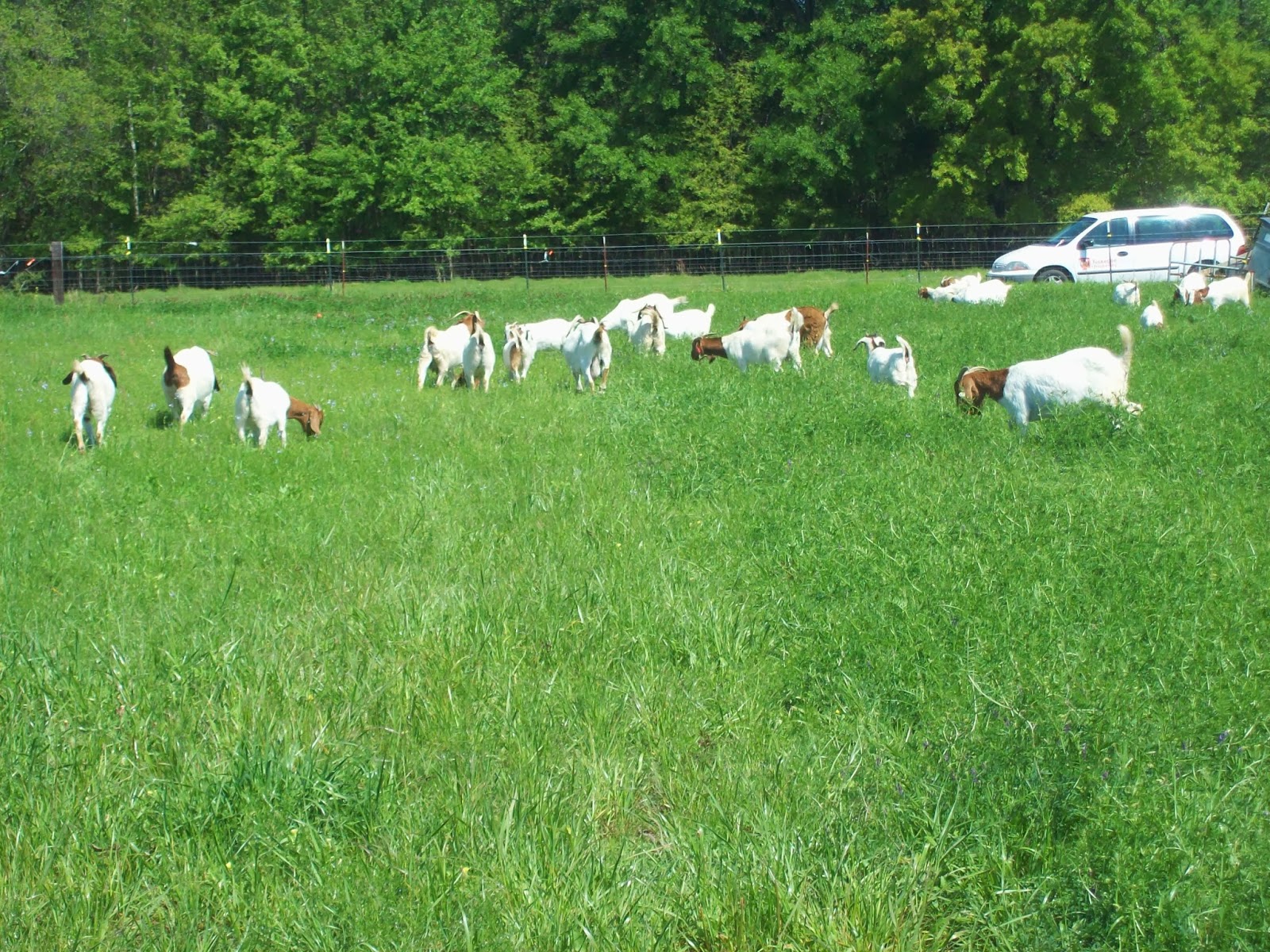 Livestock Communication Sustainable YearRound Forage Production and