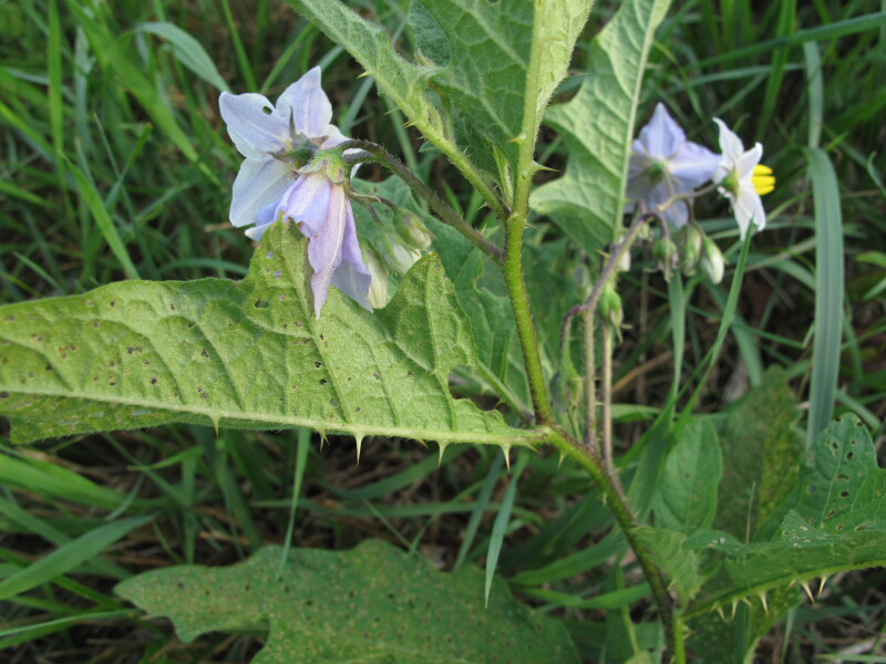 The Joyce Road Neighborhood Wildflower