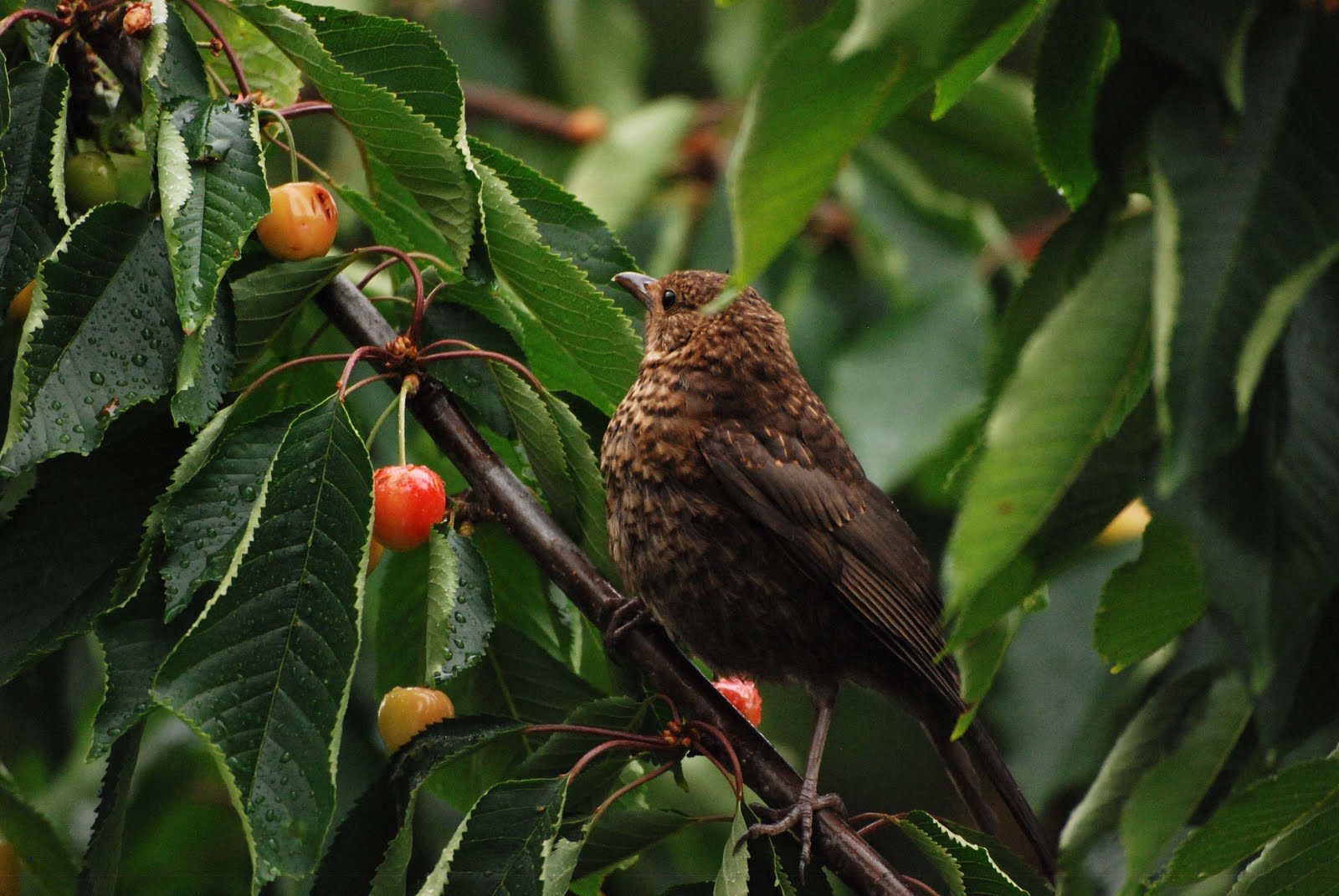 May Jewson, what I have so far Birds eating the cherries