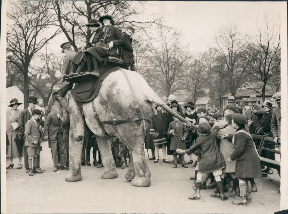The Circus "NO SPIN ZONE": Vintage London Zoo Elephant Ride
