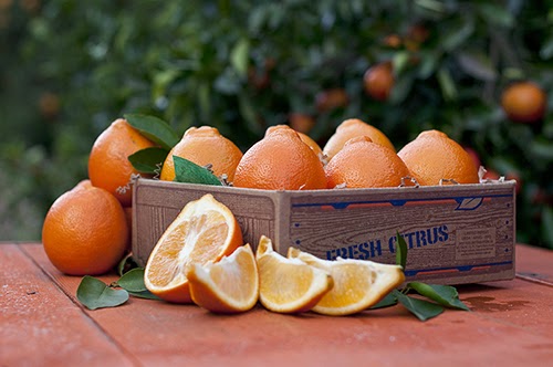 tangelo oranges
