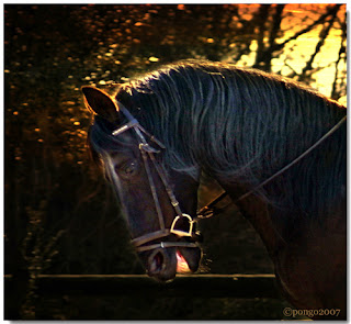 A British Experience: "Chomping at the Bit" or "Champing at the Bit"