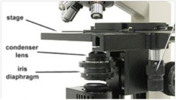 Microscope World Blog Microscope Condenser And Aperture Diaphragm