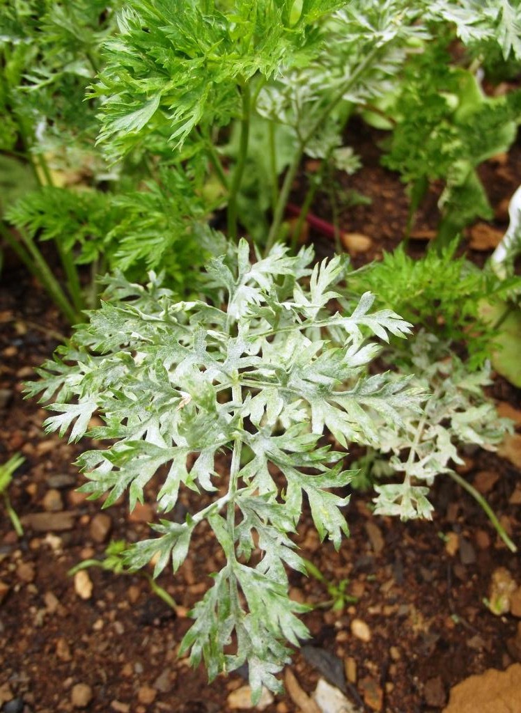 Roots 'n' Shoots Carrot Revisited How to Grow Vegetable of the Month