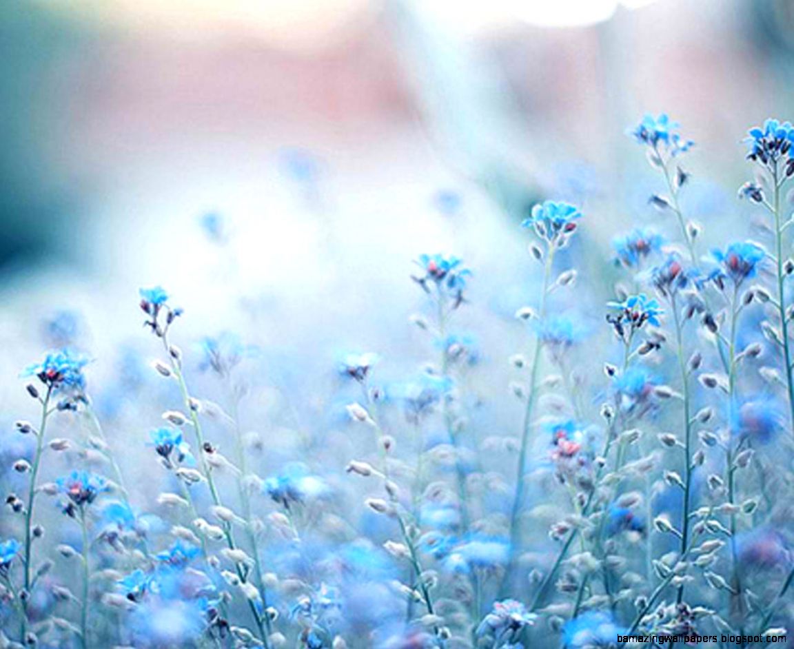 Blue Flowers Tumblr Photography Amazing Wallpapers