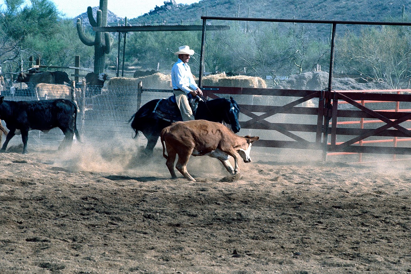 The Old Cowboy and Photography Cutting Horses I Have Known