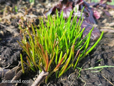 Allium schoenoprasum, шнитт, лук, весна, веcной, ростки, черенки, аленин сад, aleninsad