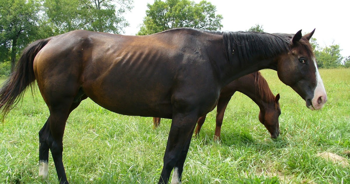 Purina Equine Research Blog From our farm to yours. Common Causes of
