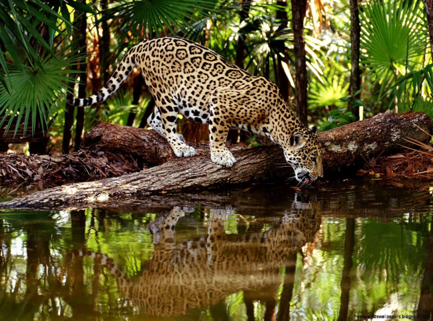 Amazon Rainforest Animals Jaguar Amazon Rainforest Animals Jaguar