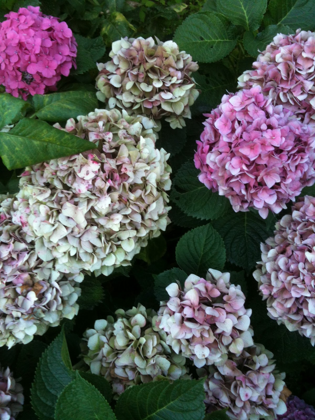 Dried Hydrangeas Knitionary