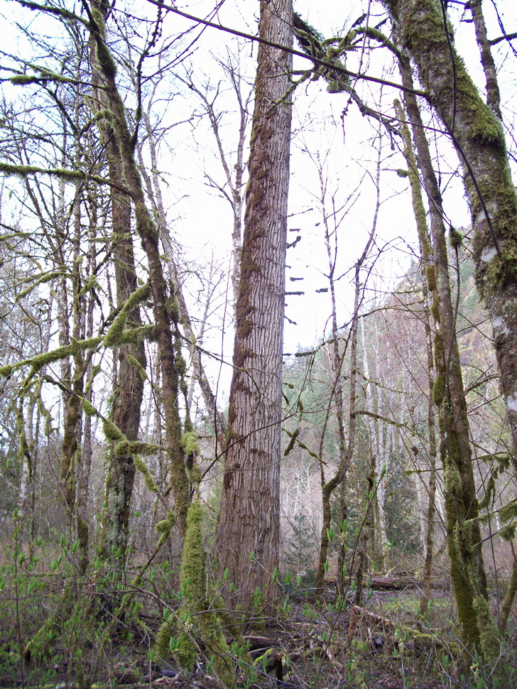 Vancouver Island Big Trees Colossal Coastal Cottonwoods
