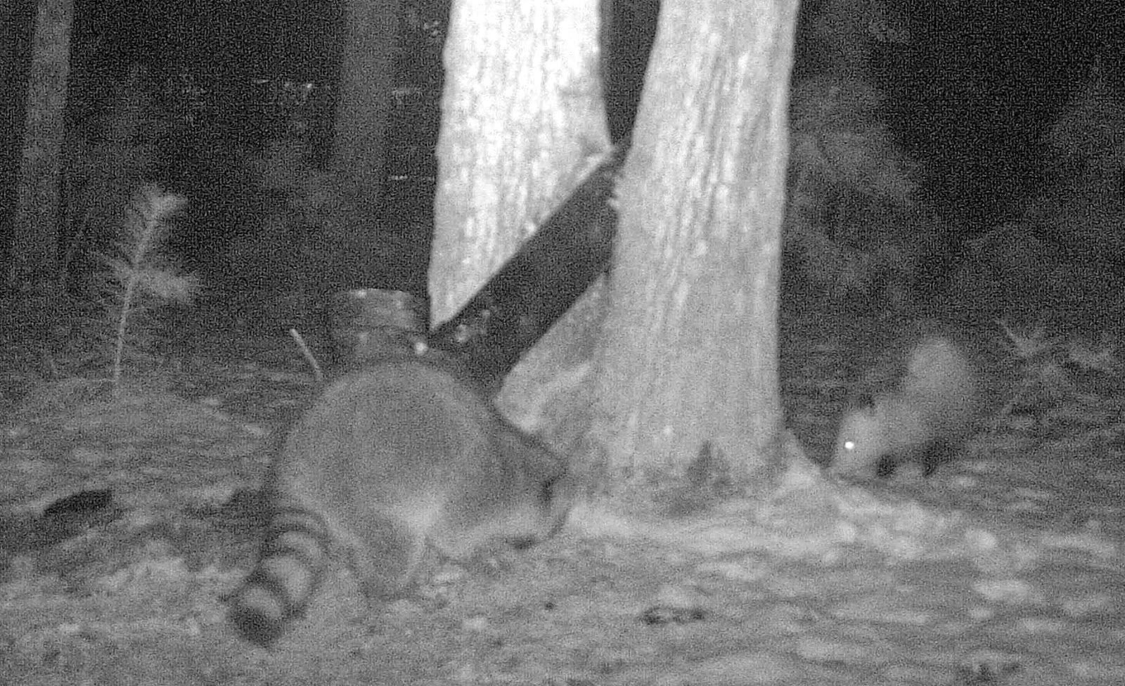 Small Mammals of Arkansas Trails of Arkansas (& now California)