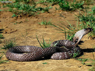 King Cobra Wallpapers