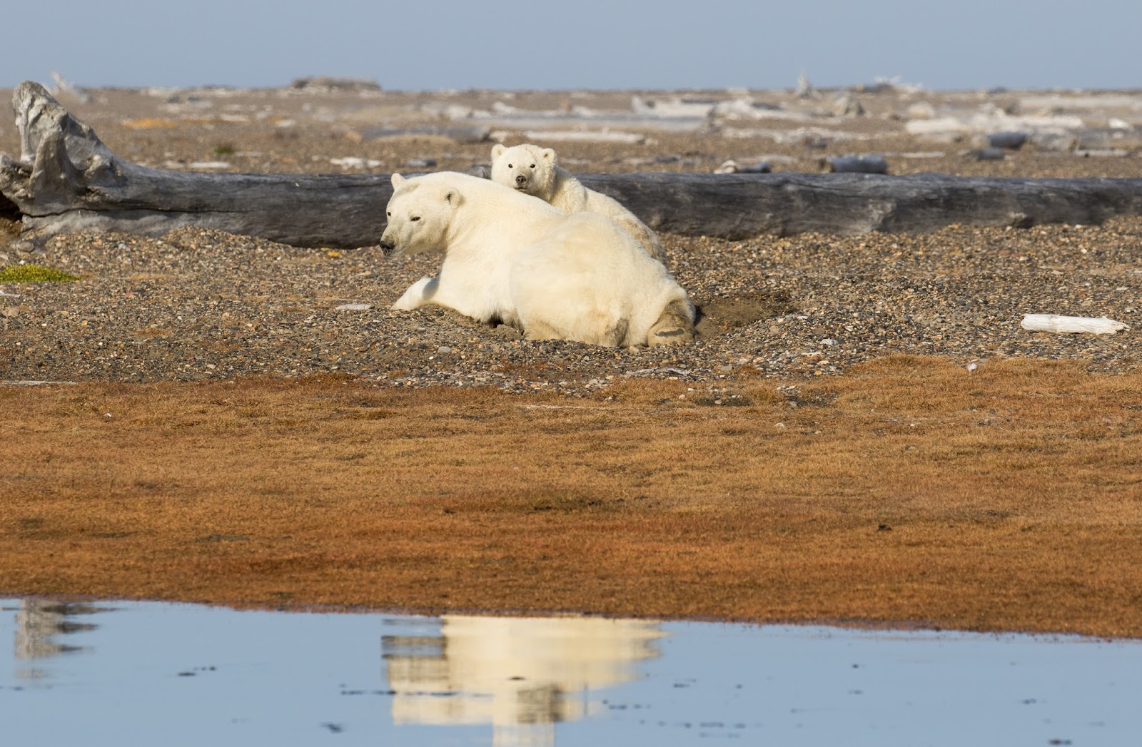 Jeremy Bears Kaktovik, Alaska Polar Bears 29th31st August 2015
