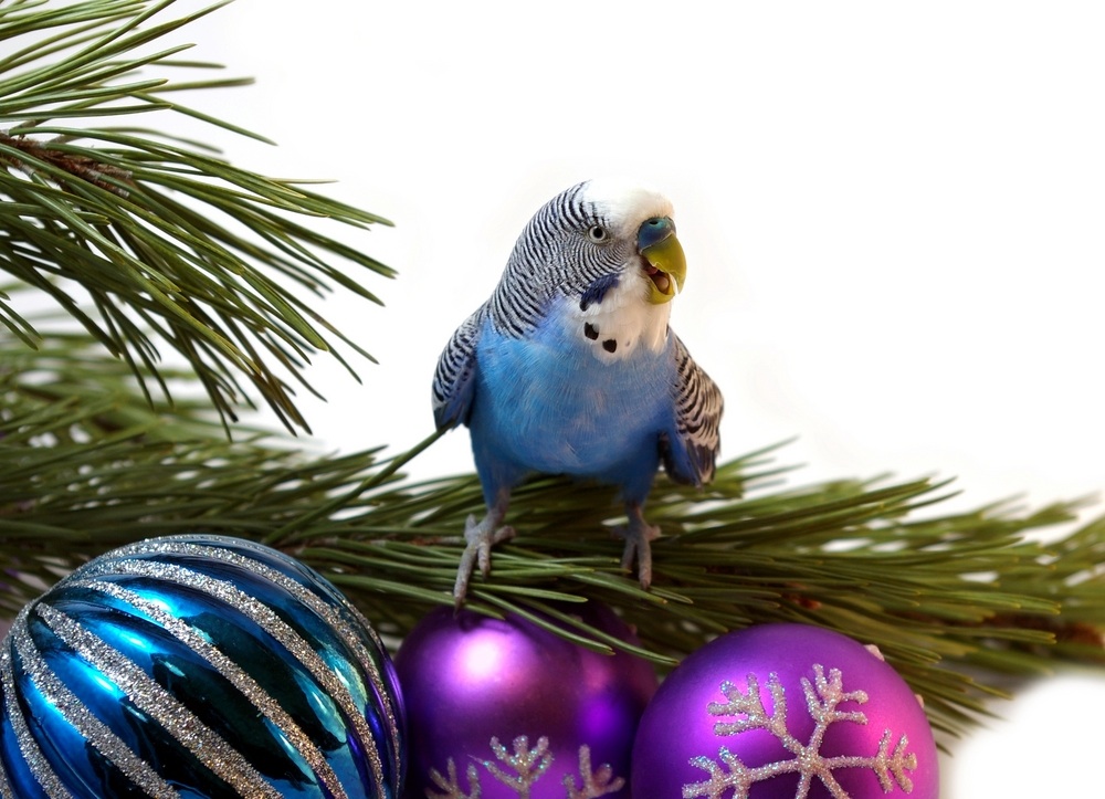 Budgies are Awesome Budgies and Christmas Trees