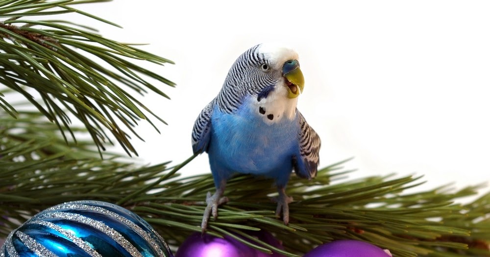 Budgies are Awesome Budgies and Christmas Trees