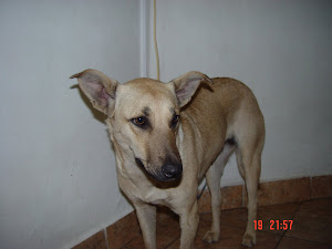 BLONDIE en adopcion!