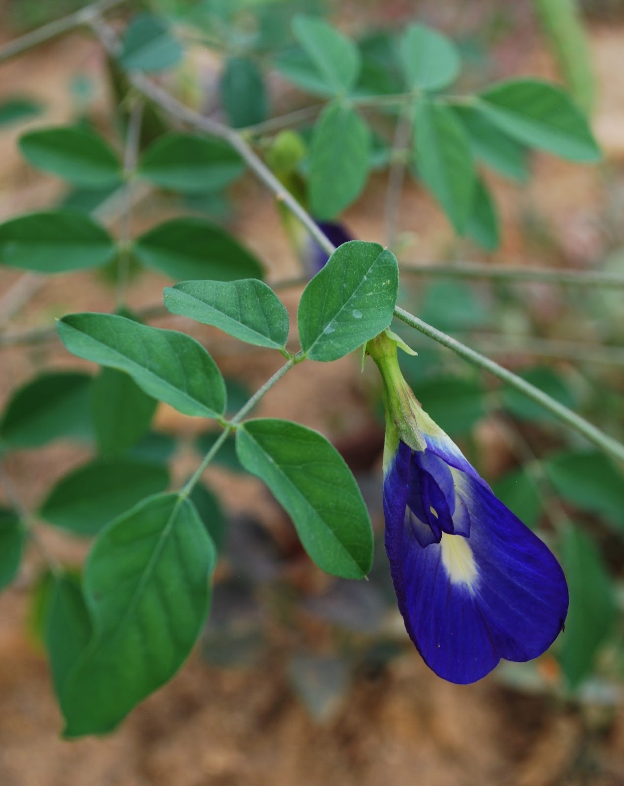 The Intercontinental Gardener Blue pea flowers for ice cream