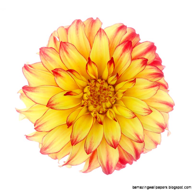 Dahlia lady Darlene On White Background Photograph by Rosemary Dahlia lady Darlene On White Background Photograph by Rosemary