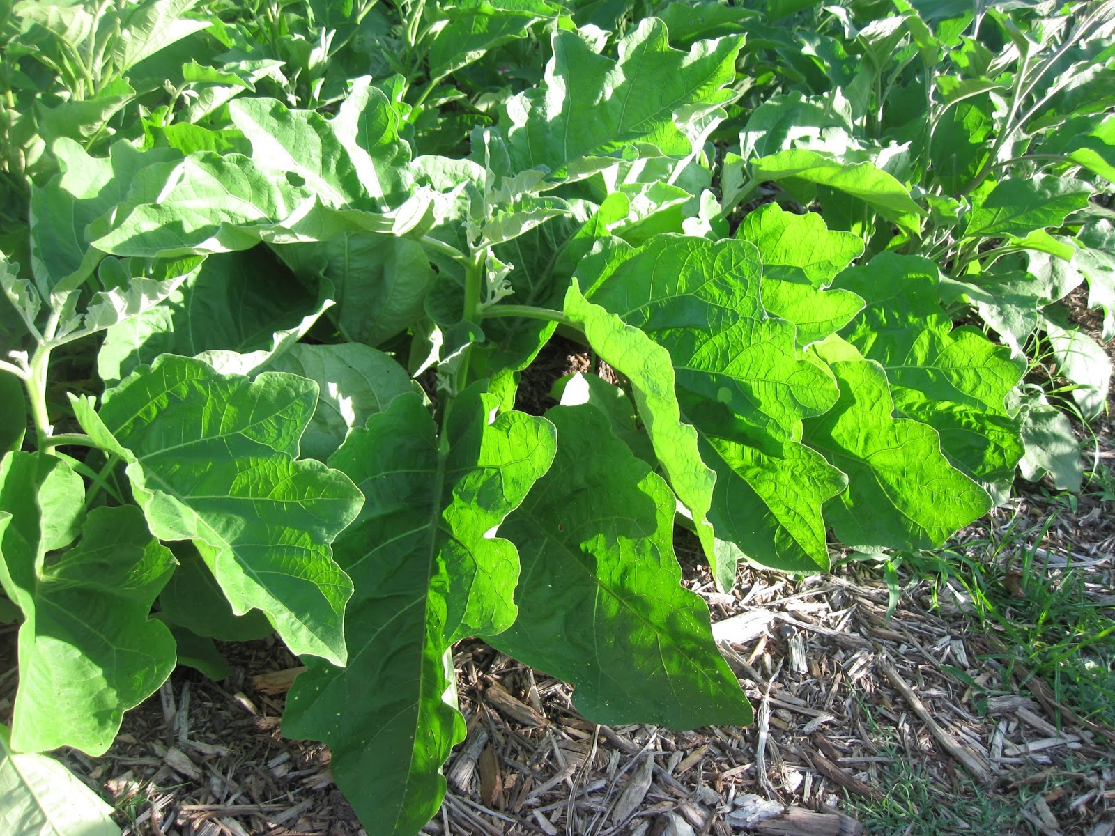 Kentucky Fried Garden Tomatoes, Peppers, and Eggplants