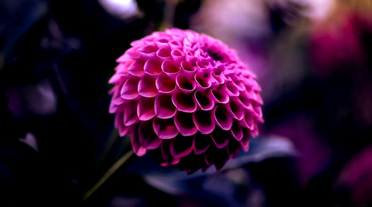 Purple Dahlia Flower HD Wallpapers New HD Wallpapers Purple Dahlia Flower HD Wallpapers New HD Wallpapers