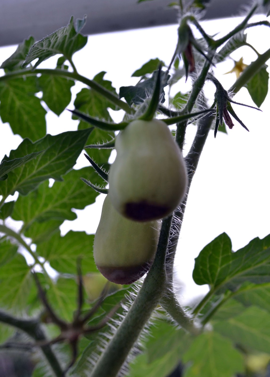 Container Gardening in Puerto Rico Attack of the Rotten Tomatoes
