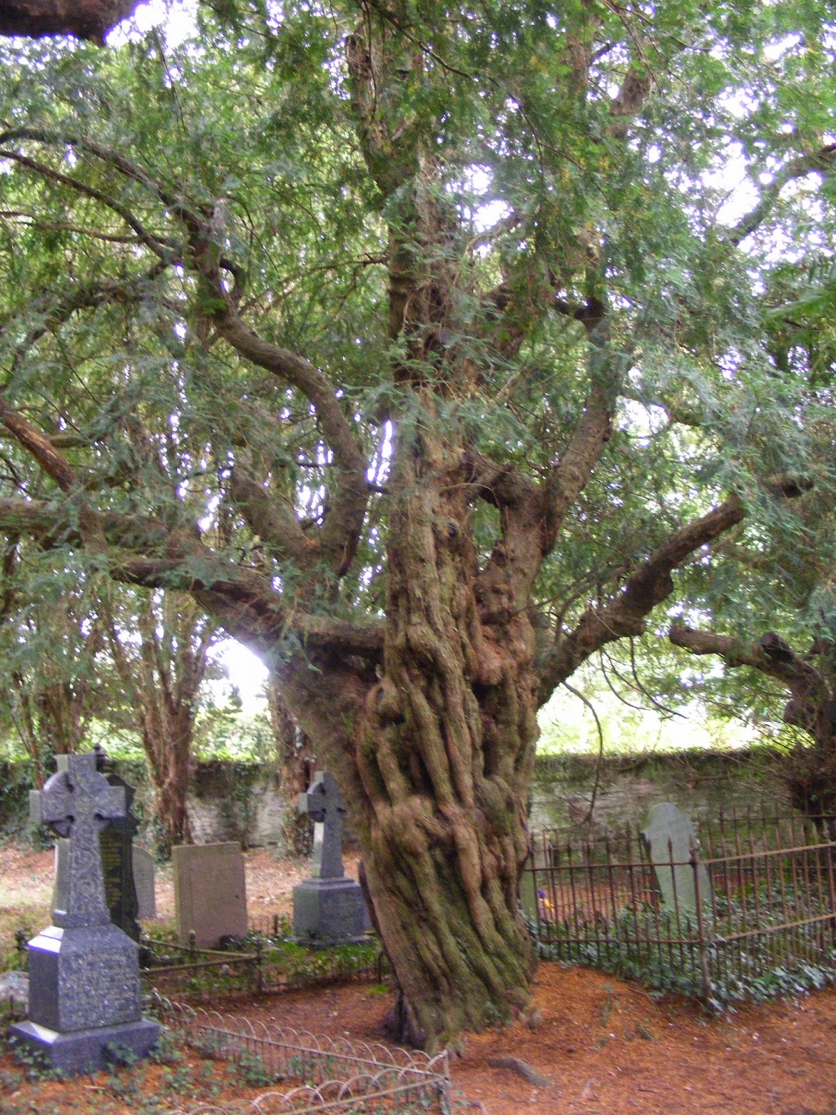 The Greenman Great Trees of Wales 2 Nevern's Bleeding Yew