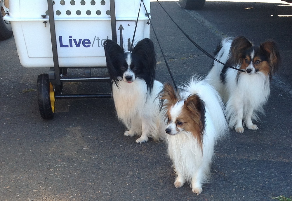 Road's End Papillons Dog Show IABCA, Albany, OR, August 4+5