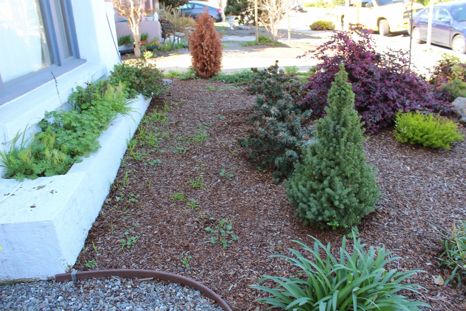 Grounded Design By Thomas Rainer The Cloud Hedge Experiment