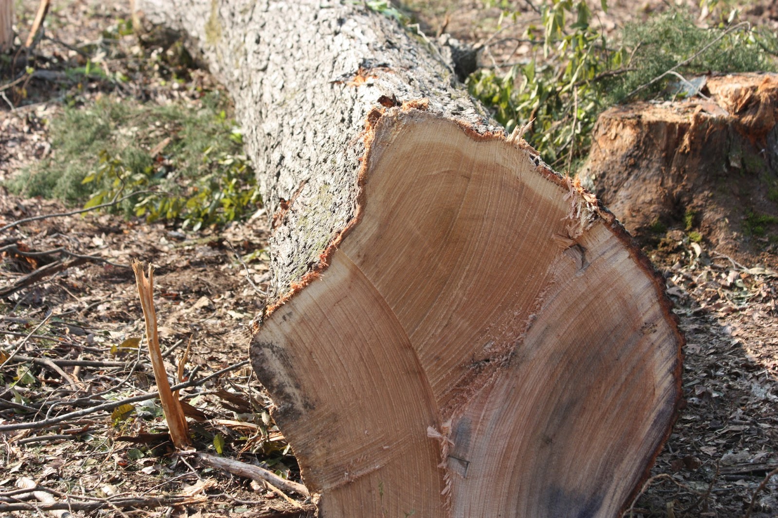 MAGNOLIA LAND AND TIMBER COMPANY MARKETING YOUR TIMBER