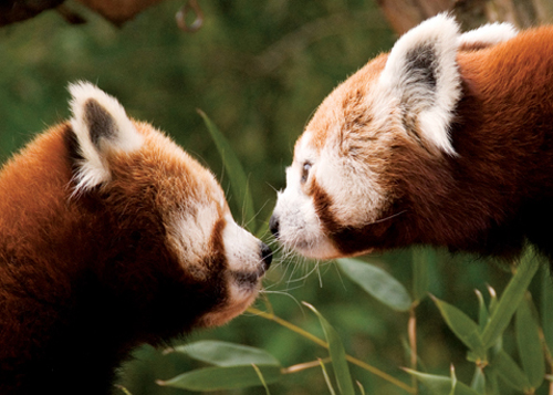 Red Pandas Eating