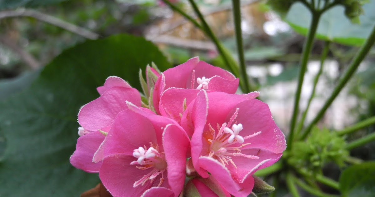 The Phytophactor Friday Fabulous Flower Dombeya spectabilis