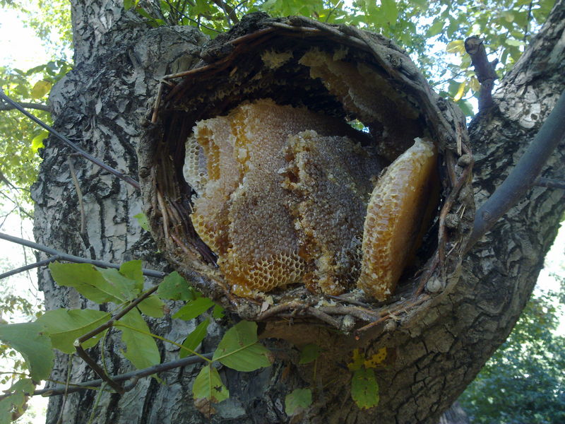 karacasu termal turizm merkezi 2012