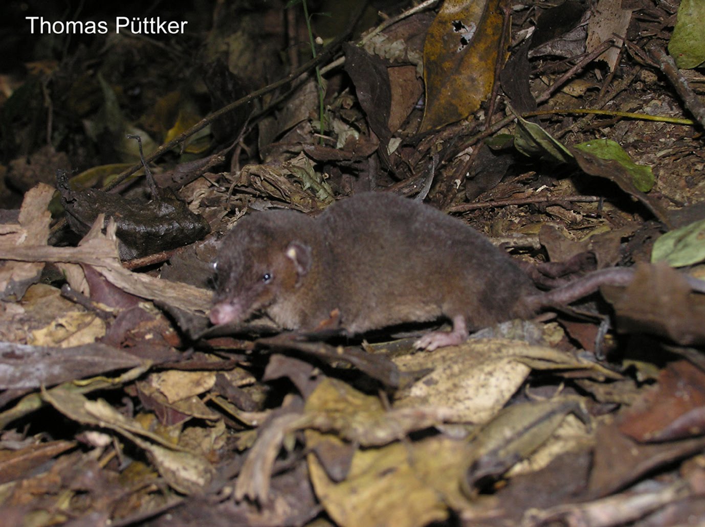 Monodelphis macae