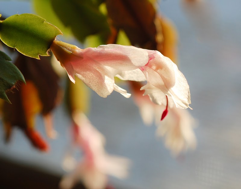 synchronizing Poem Cactus bloom
