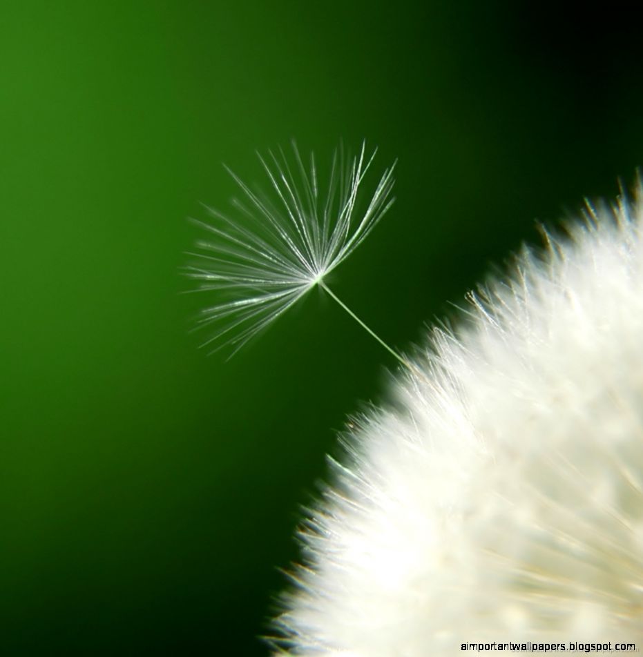 Download Gorgeous Dandelion Flower Close Up Wallpaper Wallpaper Download Gorgeous Dandelion Flower Close Up Wallpaper Wallpaper