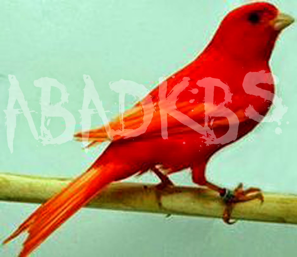 red factor canary for sale red factor canary for sale