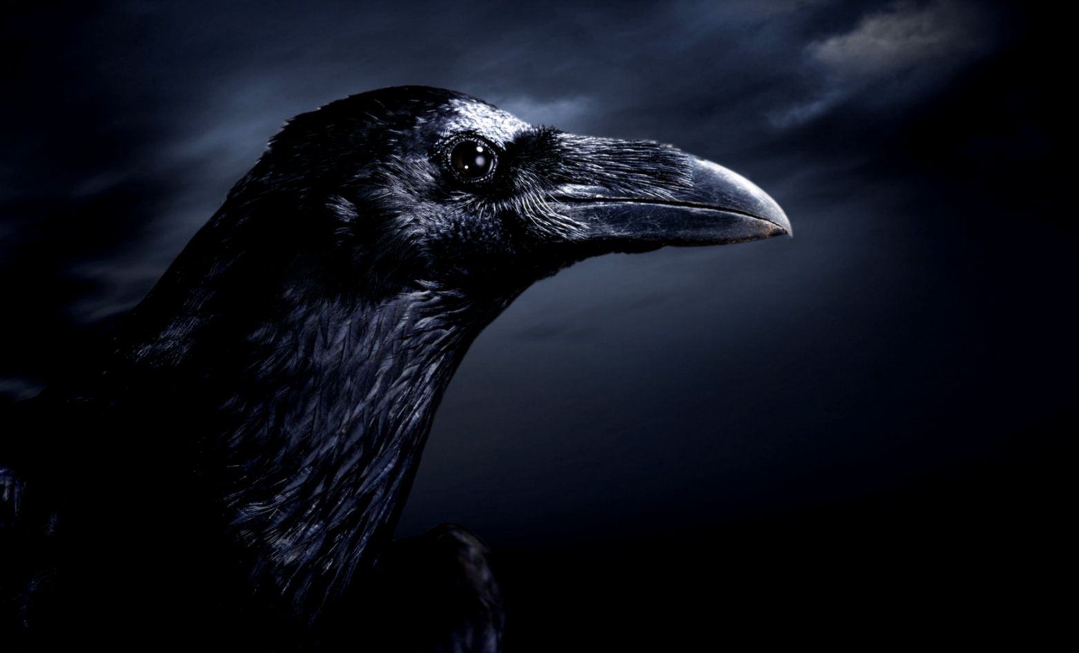 High Res Raven Wallpapers 877878 Image High Res Raven Wallpapers 877878 Image