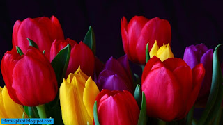 صور زهرة التوليب صور زهرة التوليب